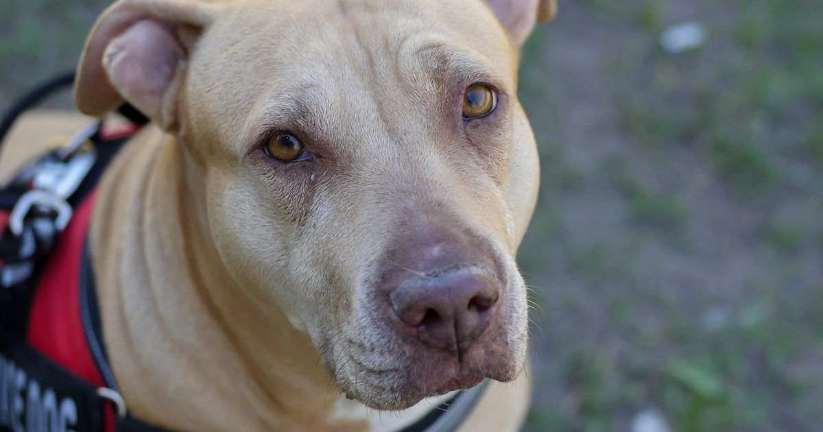 pit-bull-service-dog